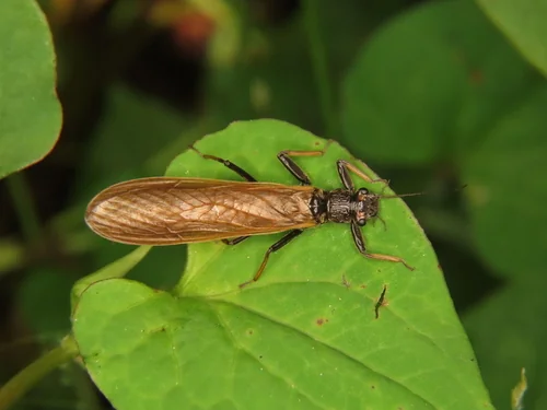 Macro photography of Stonefly (Kamimuria), featuring Stone-mimic, Flat-winged, Indicator characteristics, native to Nationwide, China.